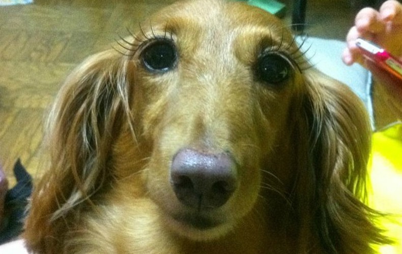 cilios01 Moda no Japão, cílios postiços para cães e gatos