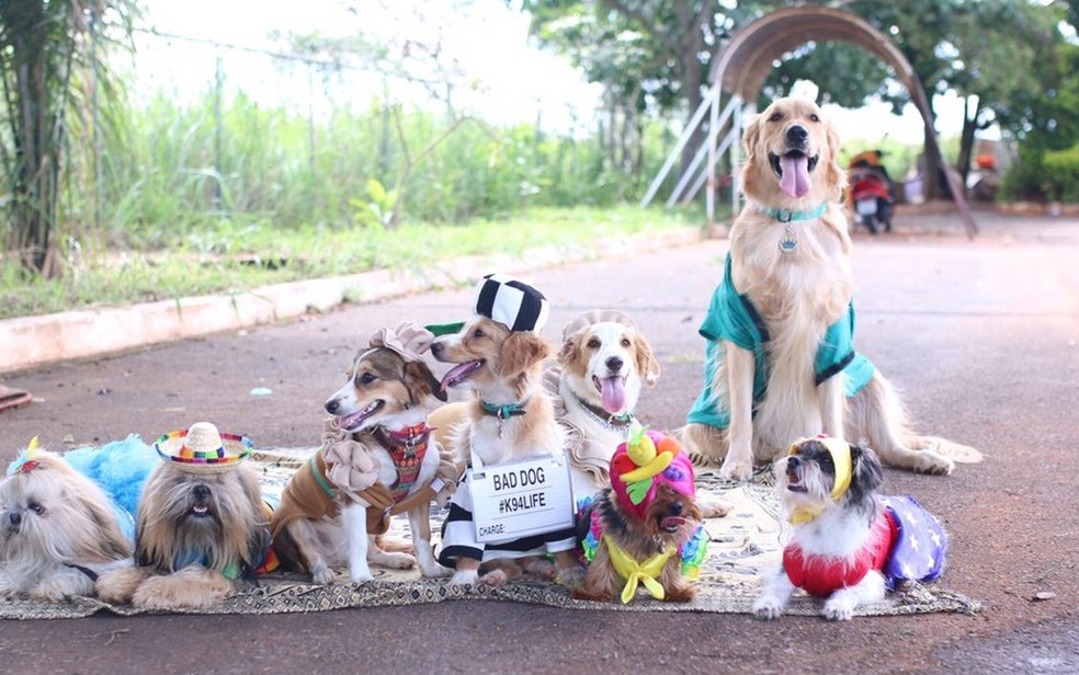 Carnapet Carnaval dos municípios de SP tem desfile de marchinhas históricas e até bloco de pets